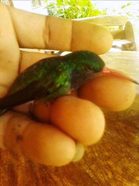 colibrí / humming bird