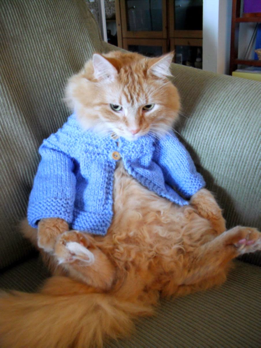 These 22 Kitties Are Ready For Fall in Classy Cute Cardigans