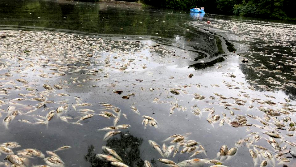 40+ Fische Im Teich Sterben, Seit jahren war alles ok und.