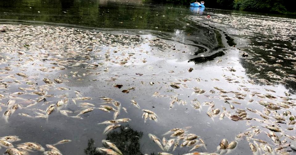 nrwaktuell.tv Hitzewelle An die tausend Fische sterben in Bochum