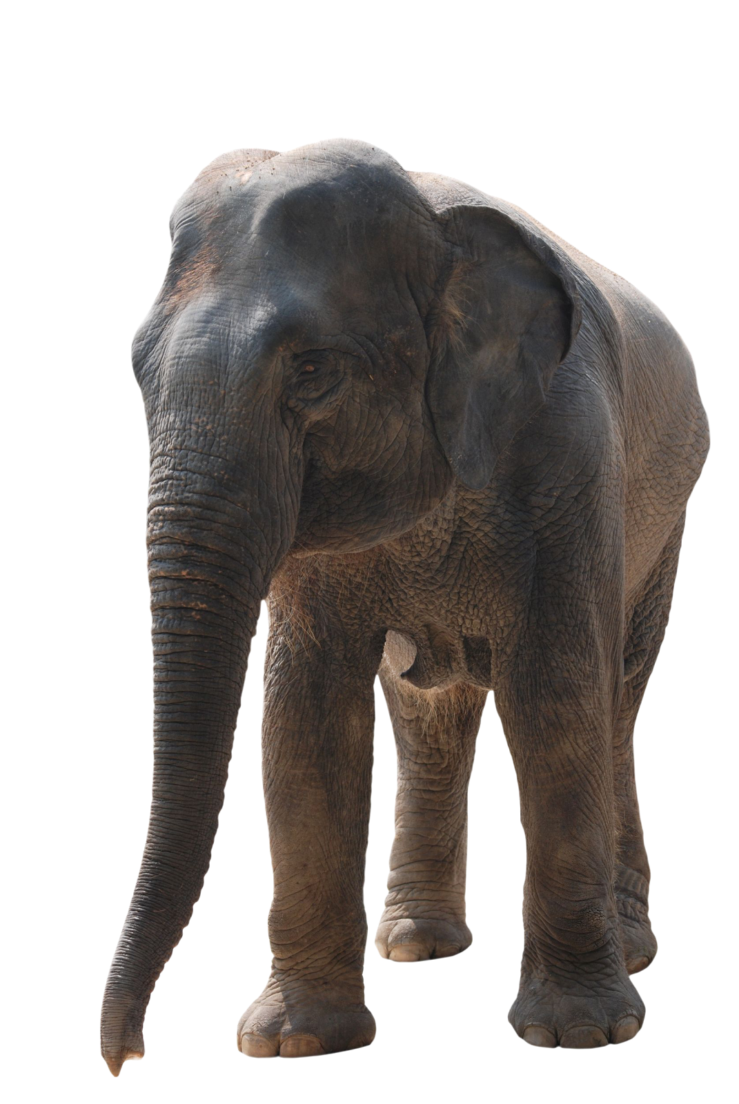 Editando Photoshop: Elefantes-PNG