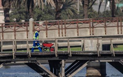 Worker pushing wheelbarrow with pieces of tar / wood on the old wooden bridge Worker pushing wheelbarrow with pieces of tar / wood on the old wooden bridge