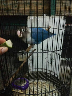 harga lovebird biru mangsi harga lovebird biru mangsi