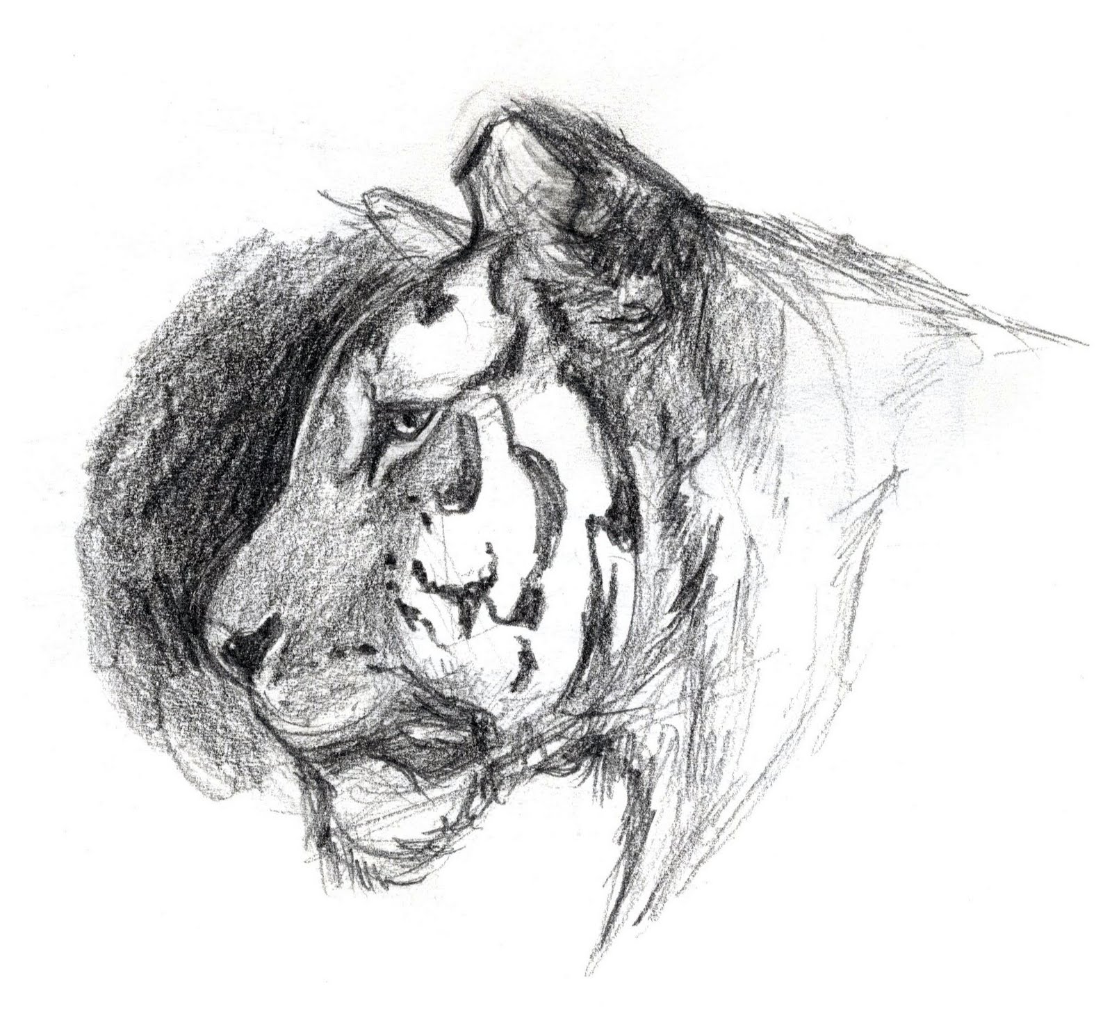 Art Kimistry: Animal Drawings - From Reference