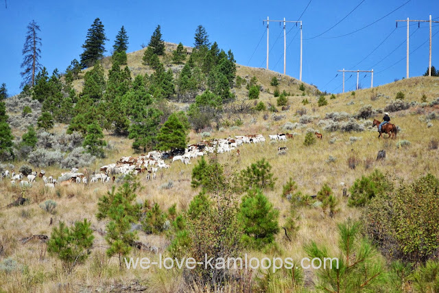 The herd of goats moving across the hillside