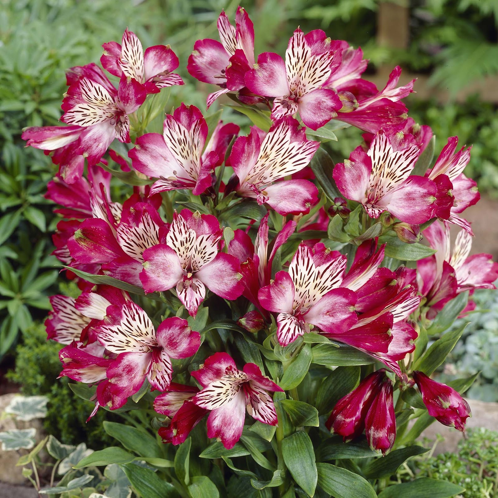 Flowers Alstroemeria