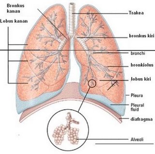 Hasil gambar untuk struktur dan fungsi paru-paru manusia