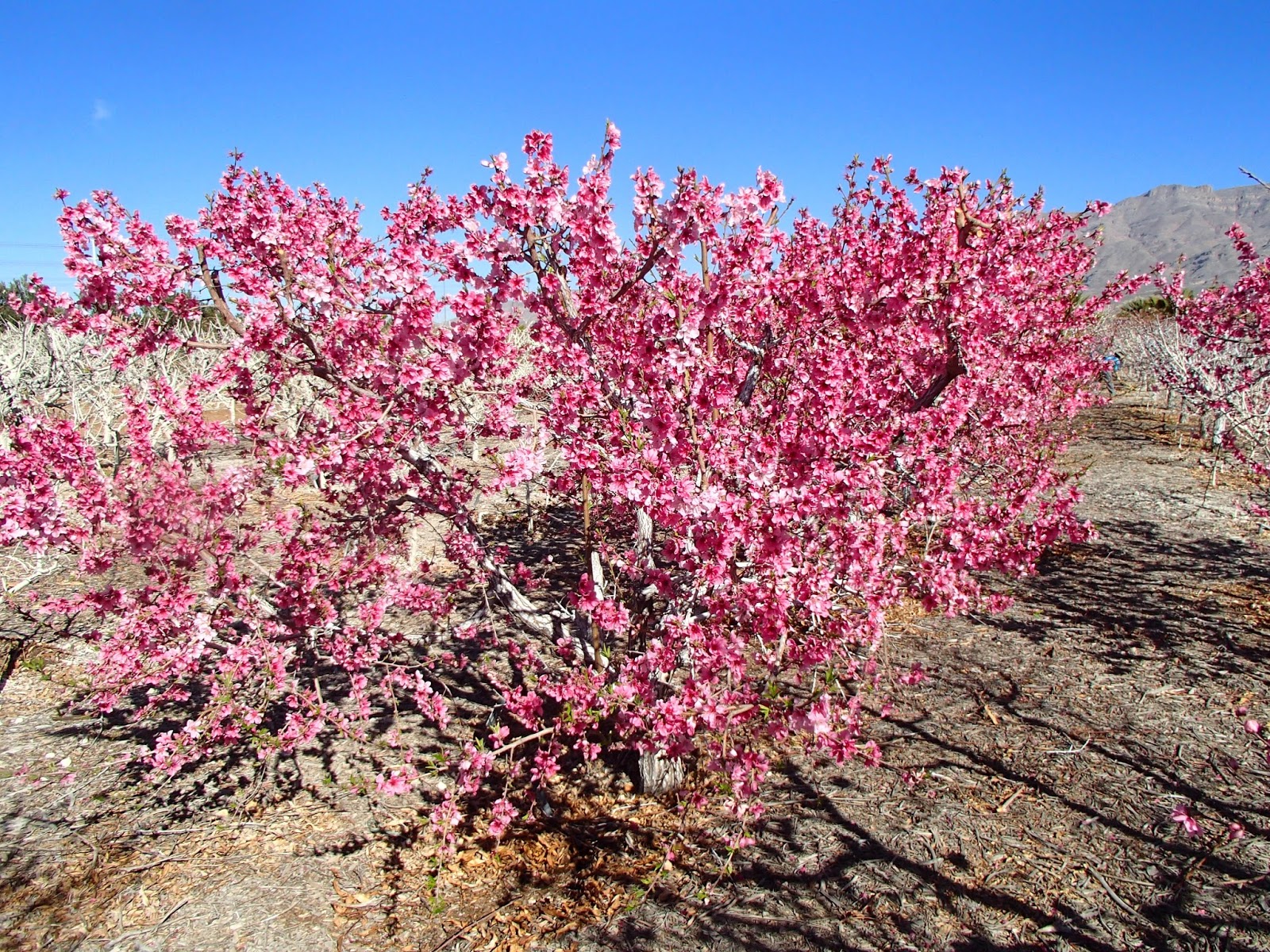 Xtremehorticulture of the Desert Nectarine Tree, Flowers but No Fruit