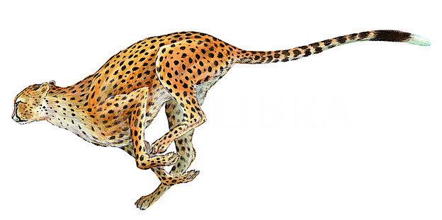 Как называется формат картинки без фона