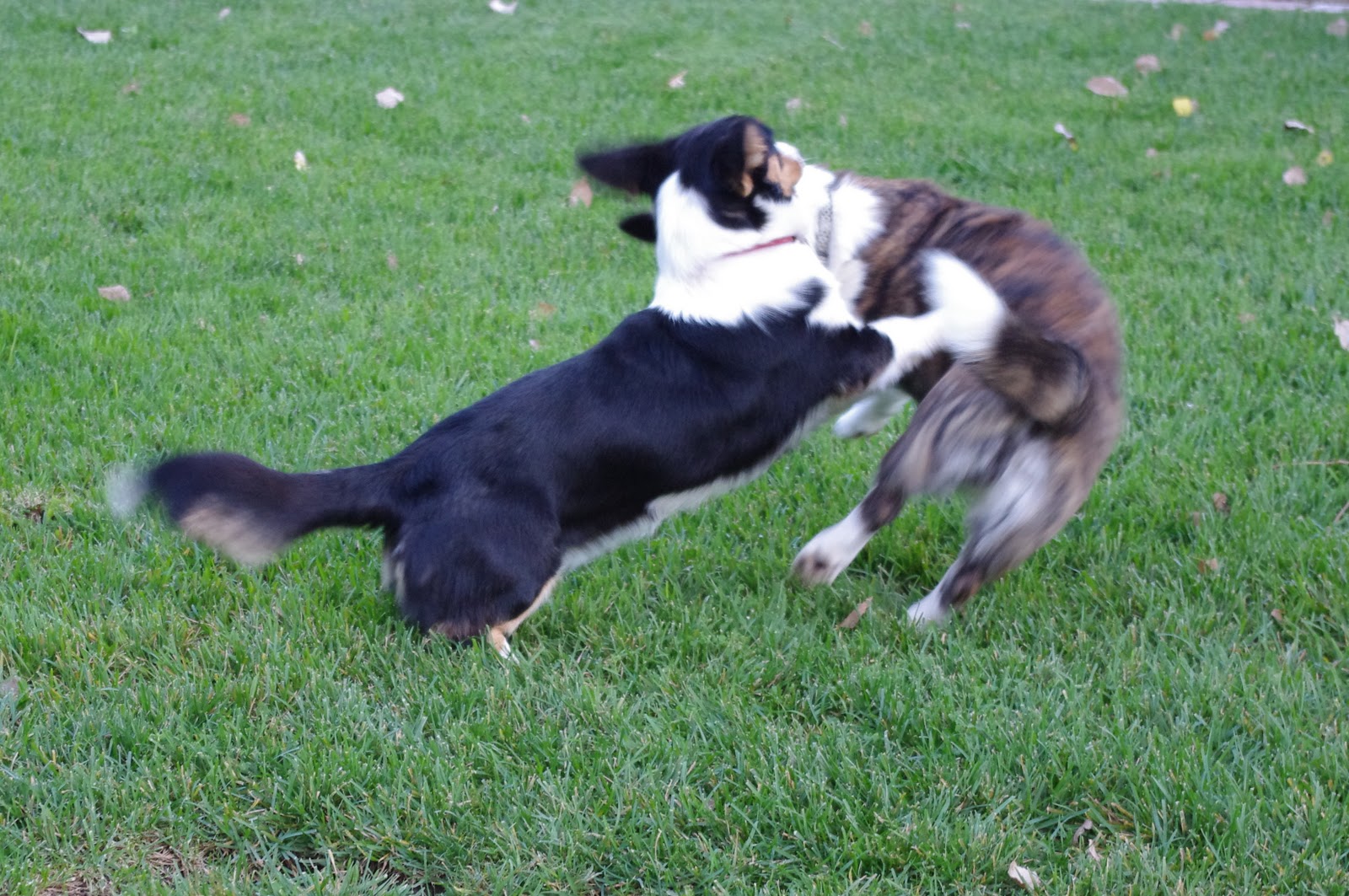 DARBY'S & PUMPKIN'S DAILY Cool weather; frisky dogs