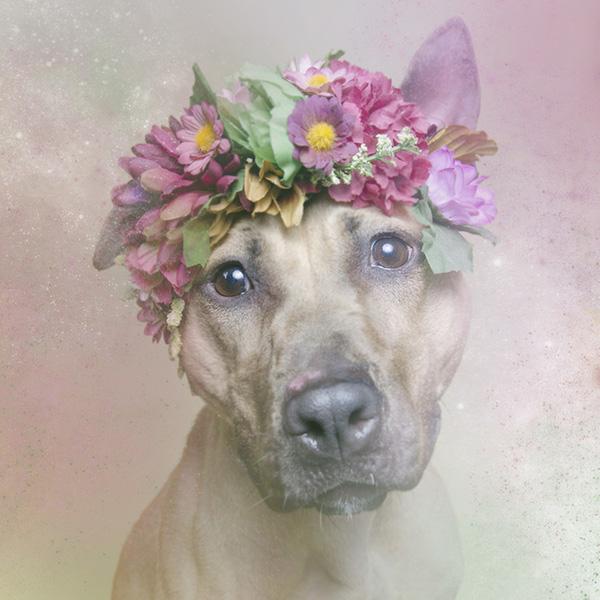 Chùm ảnh những chú chó Pit Bull đội vòng hoa đáng yêu và ngộ nghĩnh