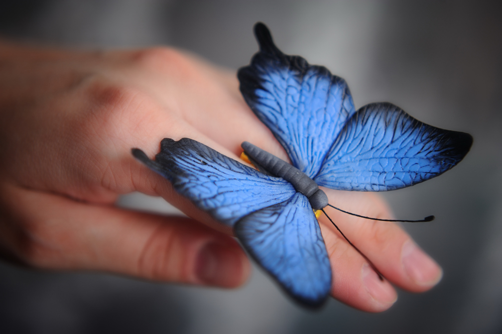 Мир моих увлечений: Голубая бабочка