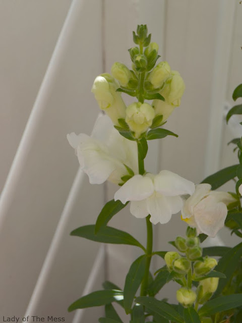 valkoinen kukka - white flower
