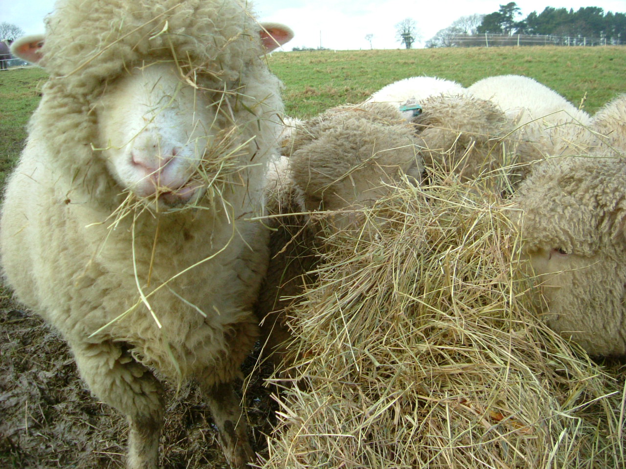 Барана сена. Откорм овец. Корма для овец. Грубые корма для овец. Овца ест сено.