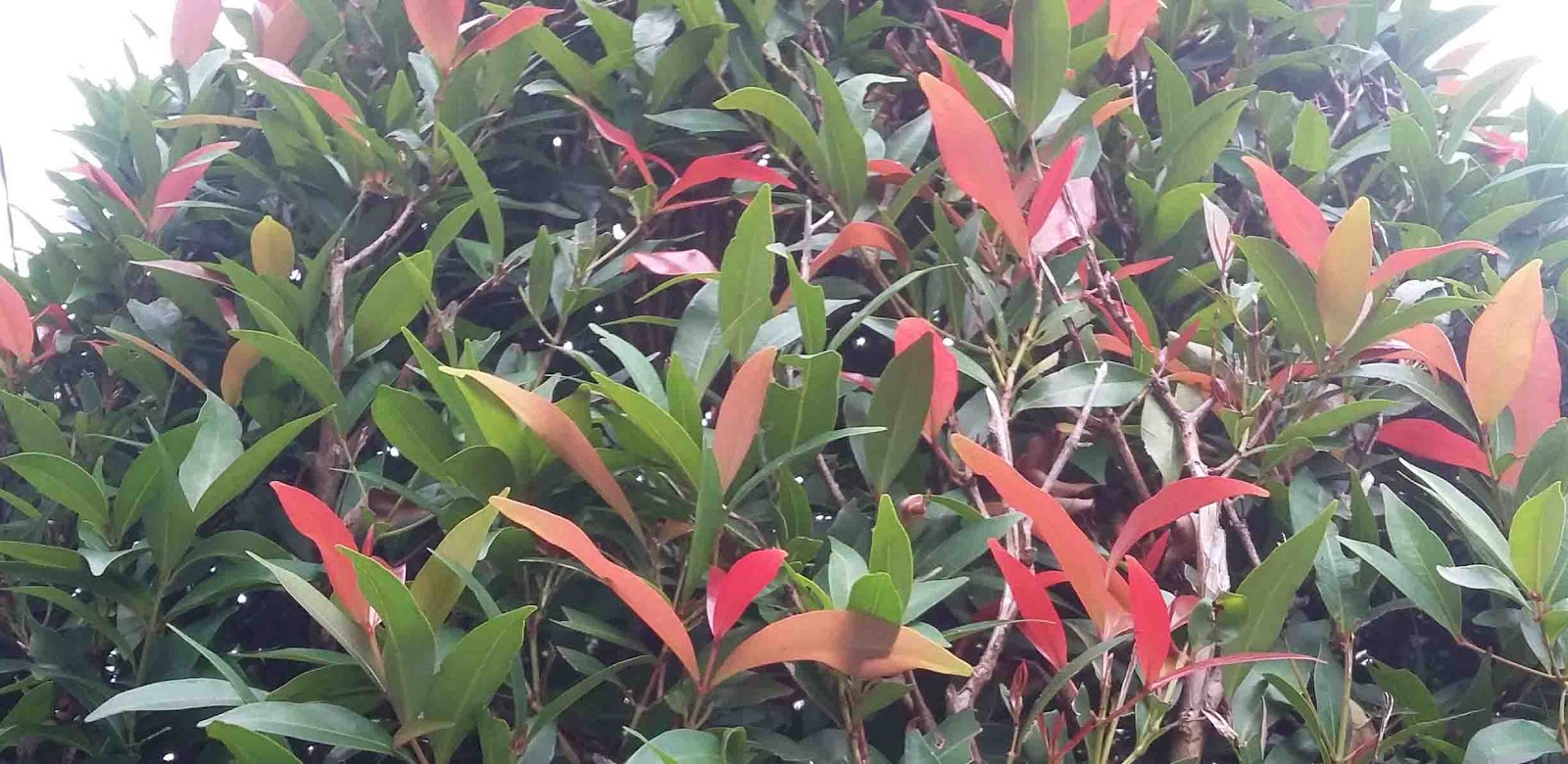 Klasifikasi dan Morfologi dari Pucuk Merah (Syzygium oleana) - Sampul