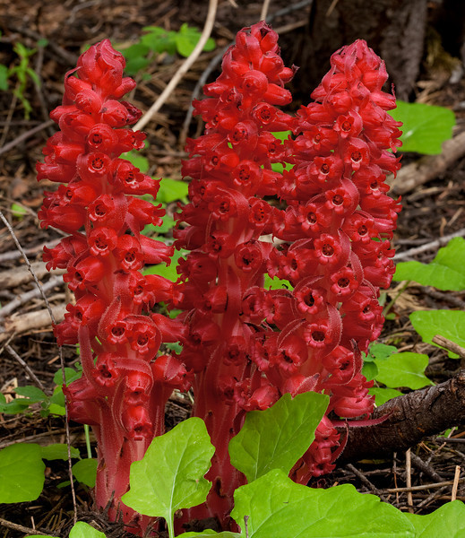 How Does The Indian Pipe Plant Make Food How Does The Indian Pipe Plant Make Food