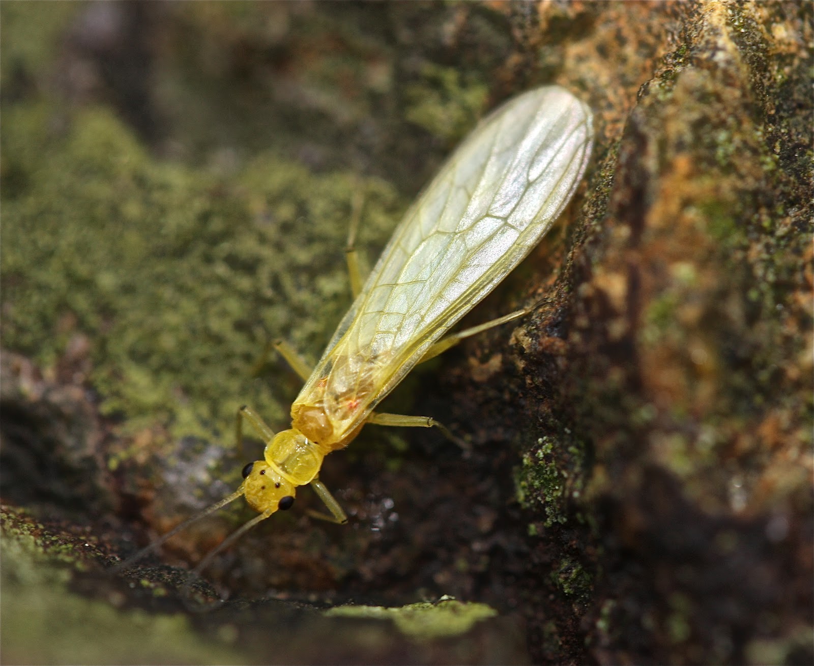 Aquatic Insects of Central Virginia: Spiny Crawlers (E. dorothea ...
