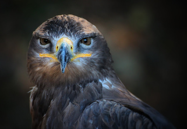 Gray Yellow and White Owl Close-up HD Wallpaper Gray Yellow and White Owl Close-up HD Wallpaper