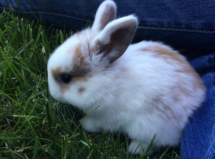 Rabbit colors Mini rex rabbit breeding colors