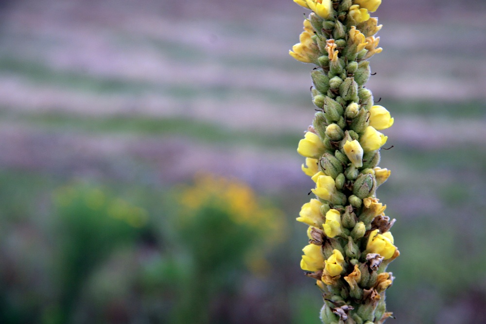 Woolly Mullein, How to Identify and Use It Oak Hill Homestead