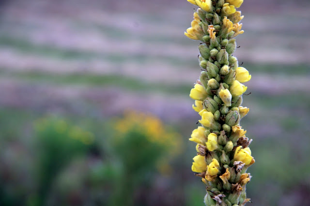 A tall mullein flower spike of little yellow flowers - stock photo from morguefile.com