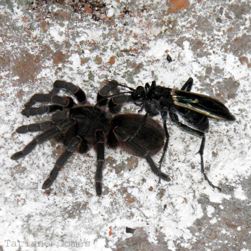 Conheça as vespas 'caçadoras' de aranha, Terra da Gente