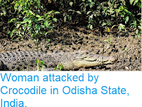 https://sciencythoughts.blogspot.com/2018/10/woman-attacked-by-crocodile-in-odisha.html