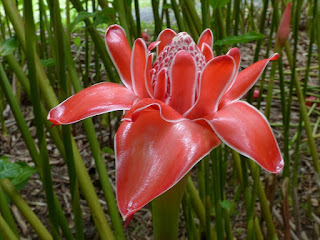 Etlingera elatior - Rose de porcelaine Etlingera elatior - Rose de porcelaine