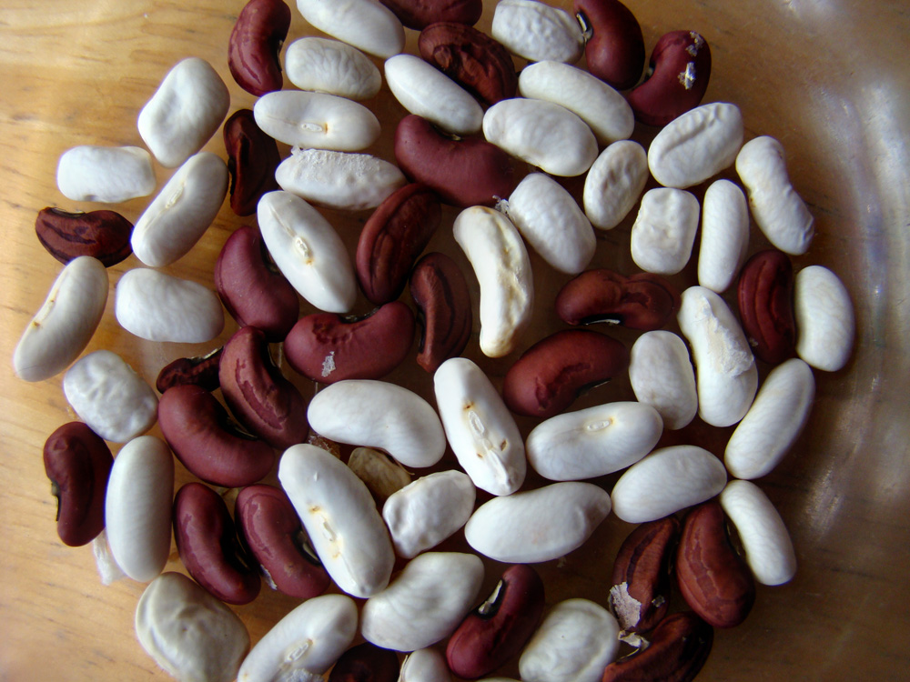Rurification Robin Edmundson Bean Seeds