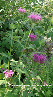 ������� ���������