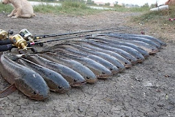 Kumpulan Umpan Mancing Ikan Gabus Paling Jitu Mujarab