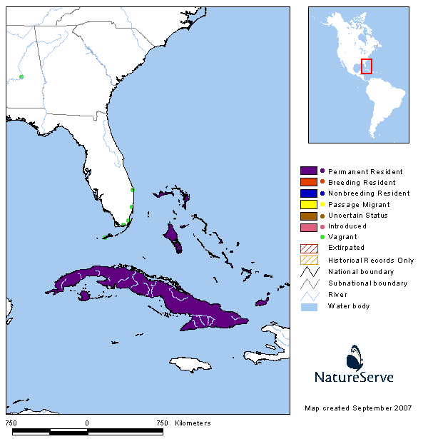 Bobito Grande Sagra´s Flycatcher) Myiarchus sagrae Gundlach, 1852