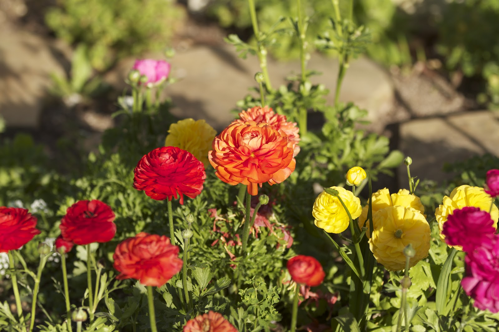 Grow It Now Ranunculus!