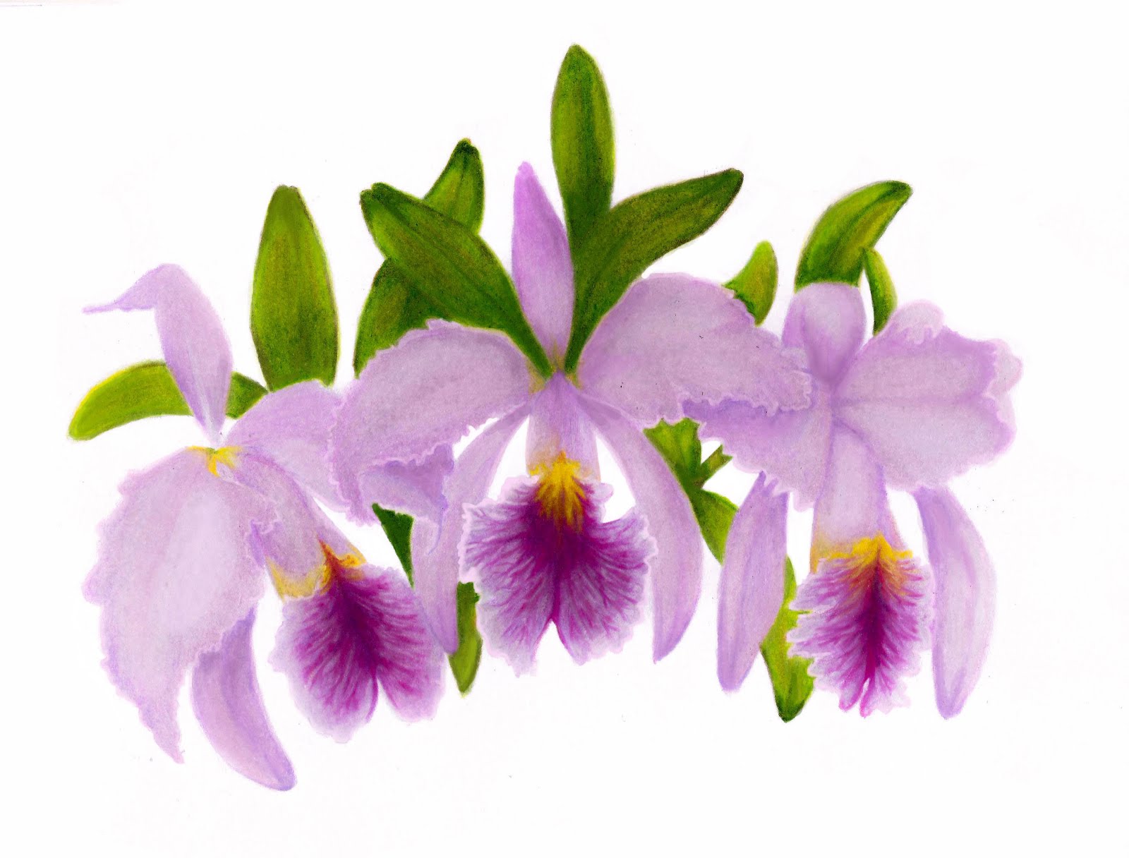 La flor de mayo (Cattleya mossiae) - Claudia Saraí Embus Lopez