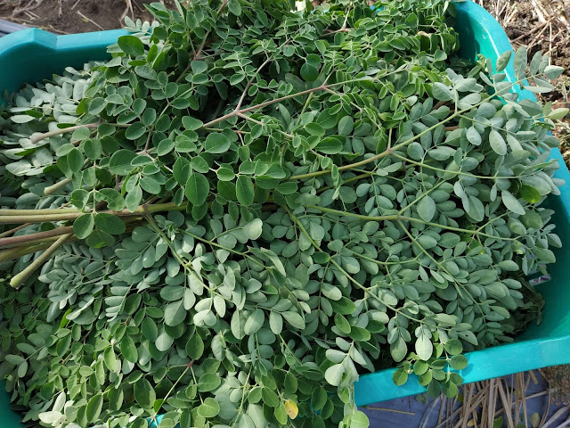 moringa-leaves-harvest