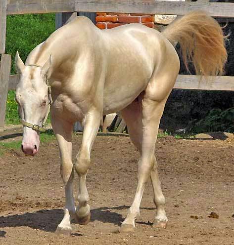 Adrienne's Corner: Akhal-Teke: The Golden Horses of Turkmenistan...