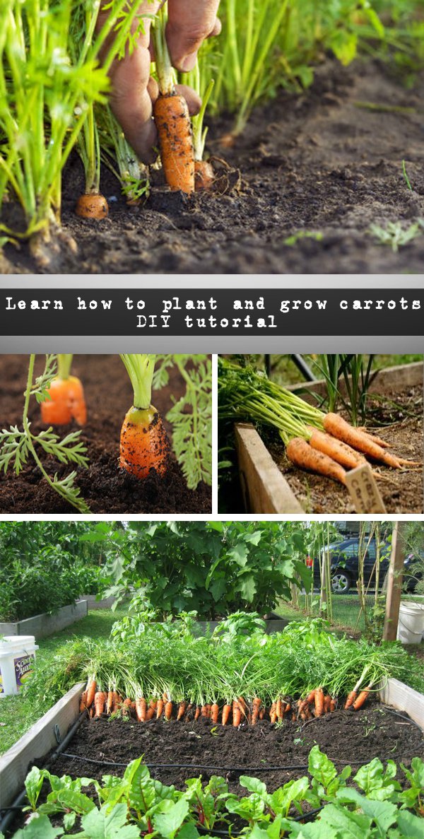 How to Grow Best Carrots At Home and Garden Everything About Garden
