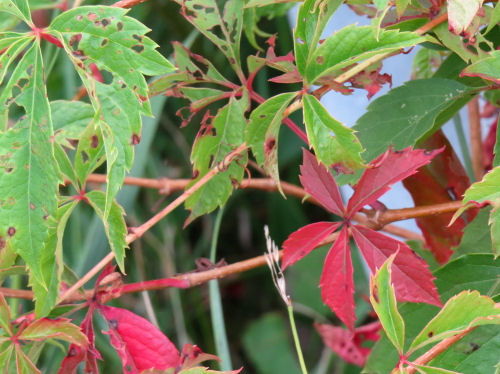 red virginia creeper