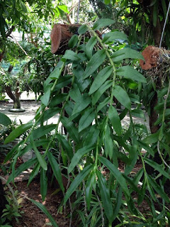 bán phong lan phi điệp tím - 2