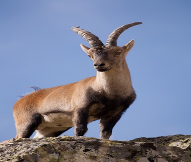 Mundo de Animales : ANIMALES DE MONTAÑA.