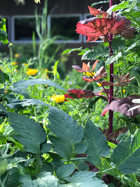 rote Melde und Ringelblumen im Tomatenbeet (c) by Joachim Wenk rote Melde und Ringelblumen im Tomatenbeet (c) by Joachim Wenk