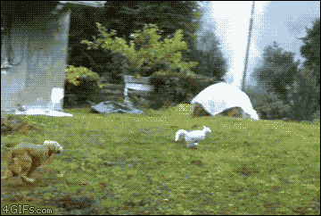 Funny animal gifs - part 90 (10 gifs), dog chasing another dog who hides in the tree