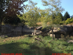 Washington Park Zoo - Lion