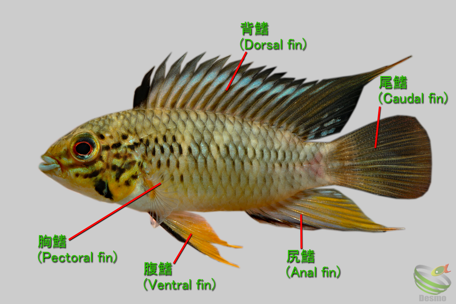 アピストグラマ メンデジィ 6匹 雌雄判別