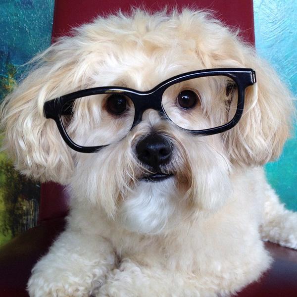 Gặp gỡ 14 chú cún đeo kính "bảnh trai" nhất thế giới