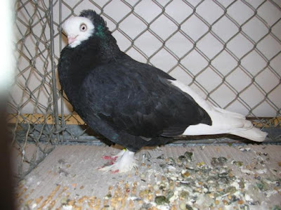 german tumbler pigeons