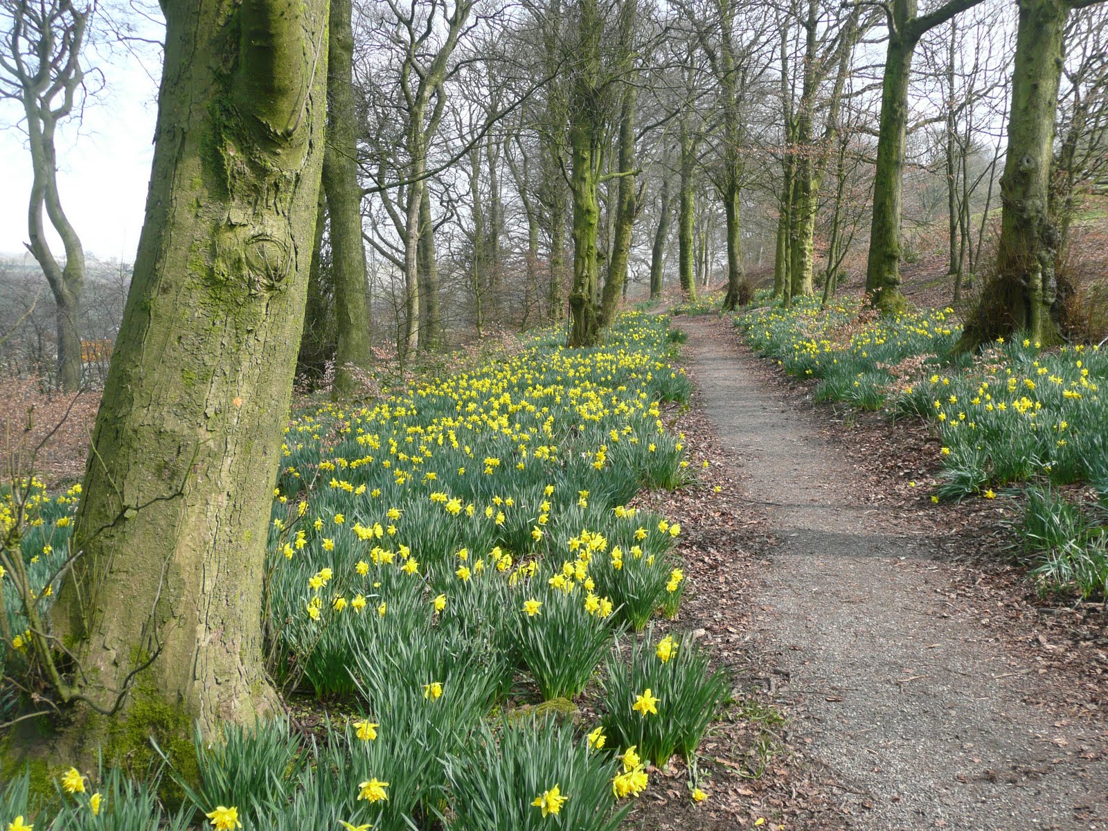 Moors and More Daffodils in Ridgmont Woods