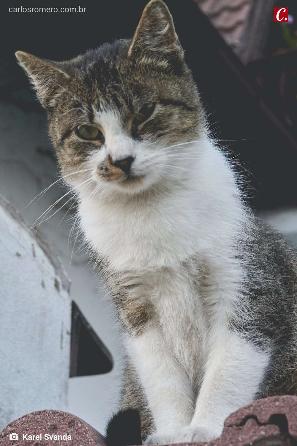 mascote amor aos bichos animais domesticos amor a natureza criar rato ambiente de leitura carlos romero jose mario espinola