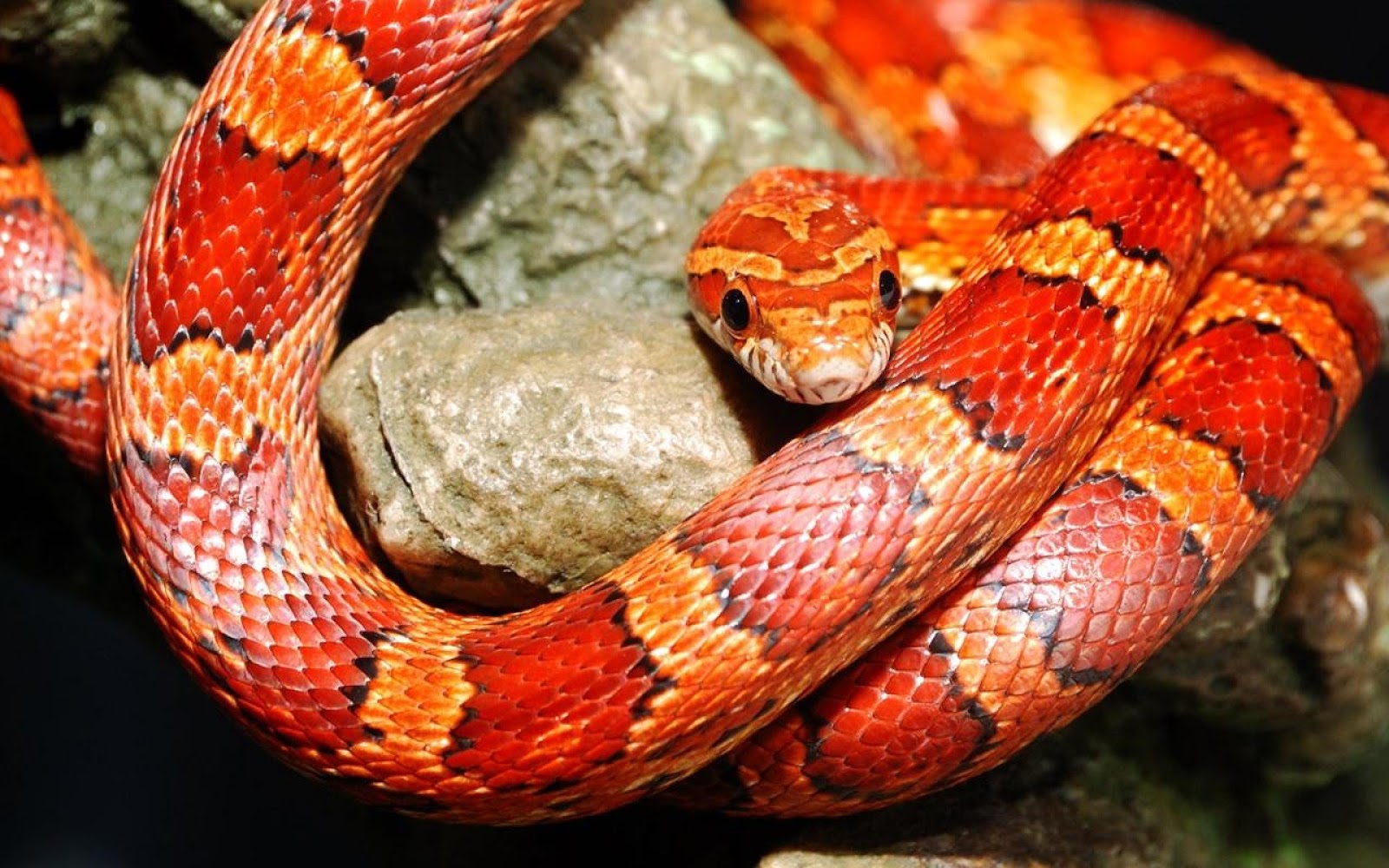 Our Beautiful World Beautiful red snakes
