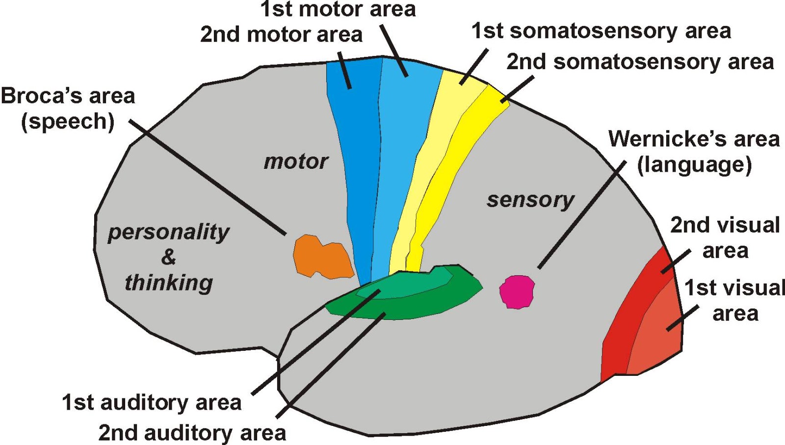 Brain zones